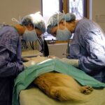 En Ovalle se han realizado más de 13 mil esterilizaciones de mascotas