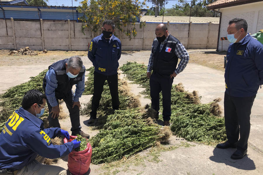 Operativo de PDI logra decomiso de $340 millones de cannabis en Monte Patria