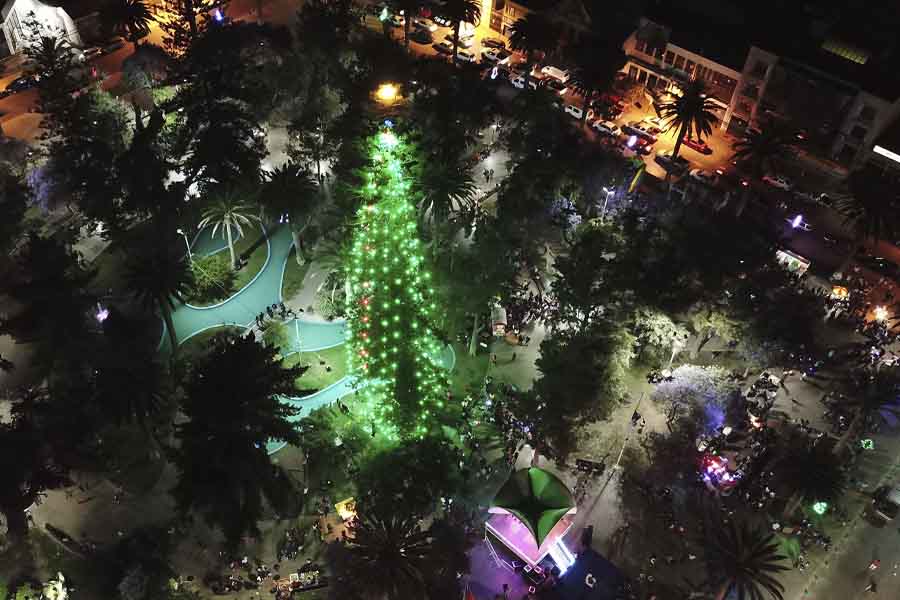 Este martes 1 de diciembre se encenderá el Árbol de Navidad natural más grande del país