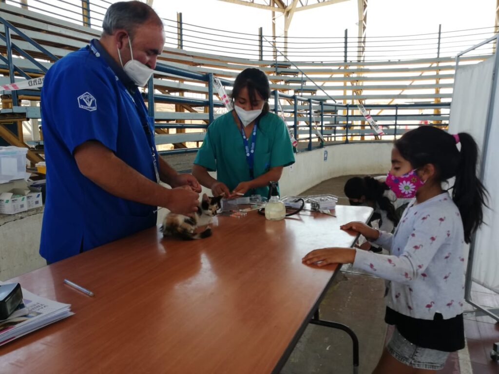 Municipio de Ovalle realizó exitoso operativo de vacunación felina