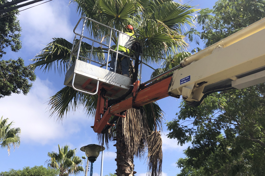 Inician operativos de podas de palmeras en Ovalle