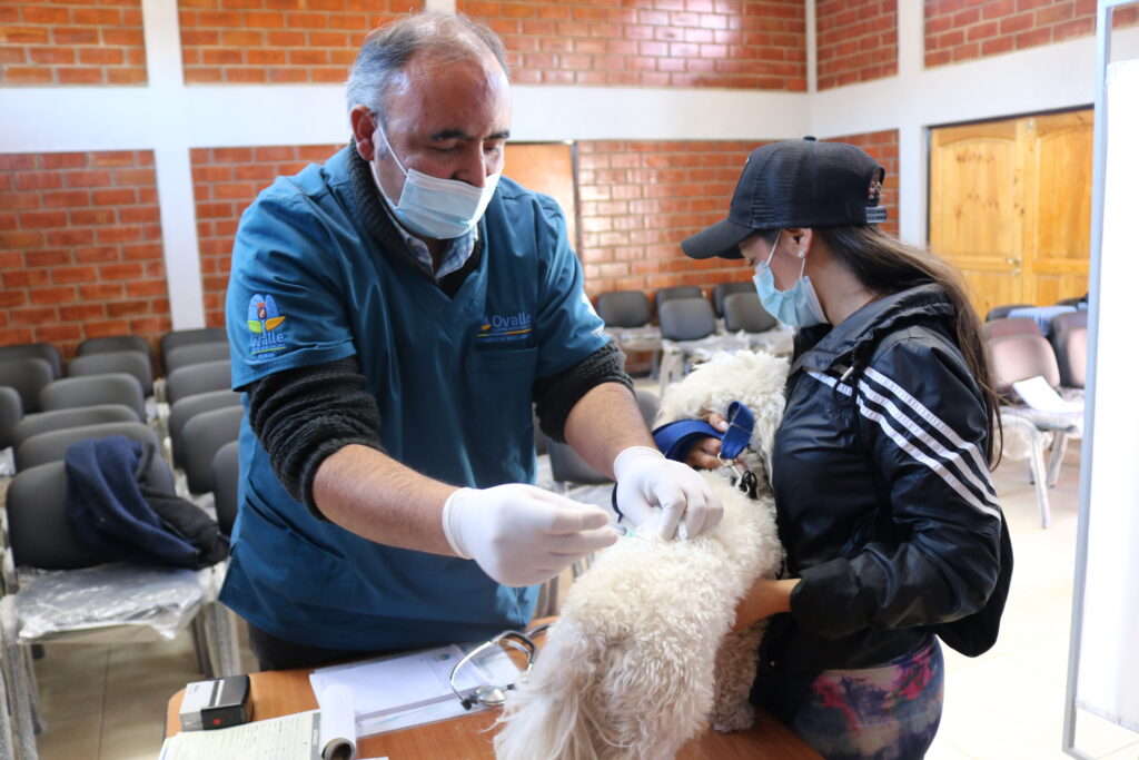 Con éxito se ha desarrollado la campaña “Yo vacuno a mi Mascota” en Ovalle