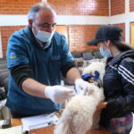 Con éxito se ha desarrollado la campaña “Yo vacuno a mi Mascota” en Ovalle