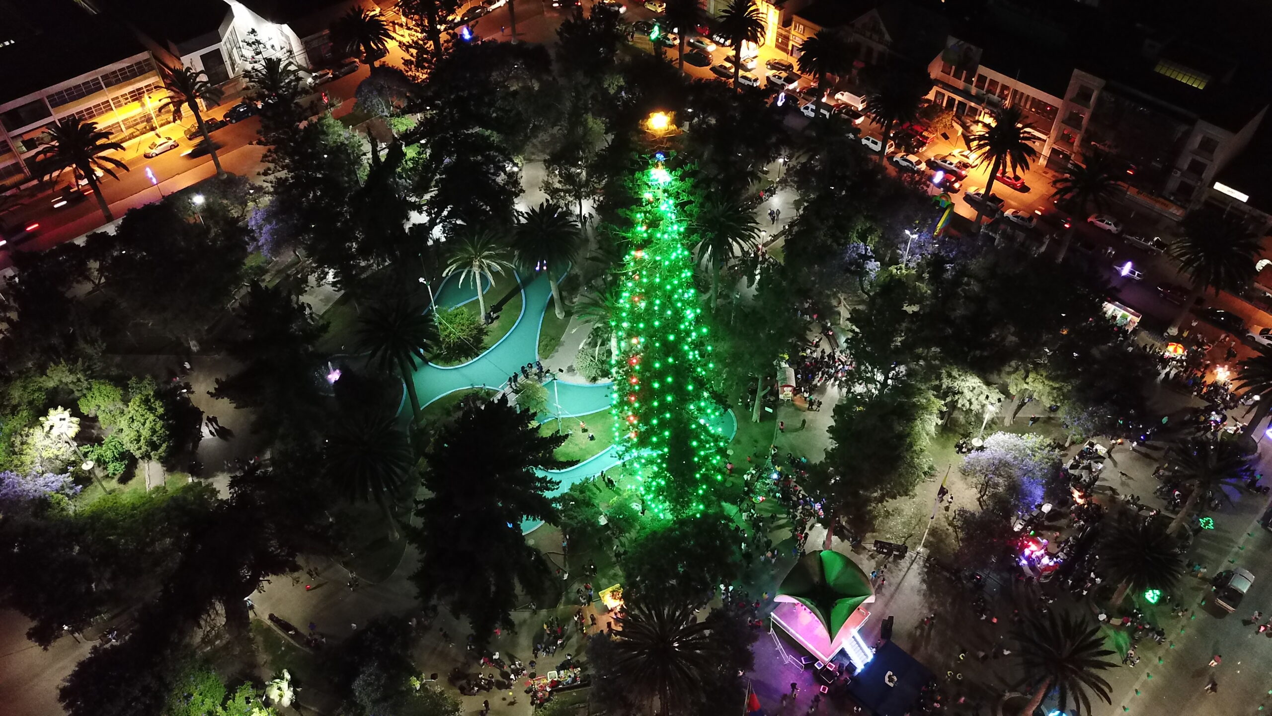 Se encendió el Árbol de Navidad natural más grande de Chile en Ovalle