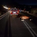 UN LESIONADO LEVE Y UN CABALLAR MUERTO ES EL RESULTADO DE ACCIDENTE CARRETERO