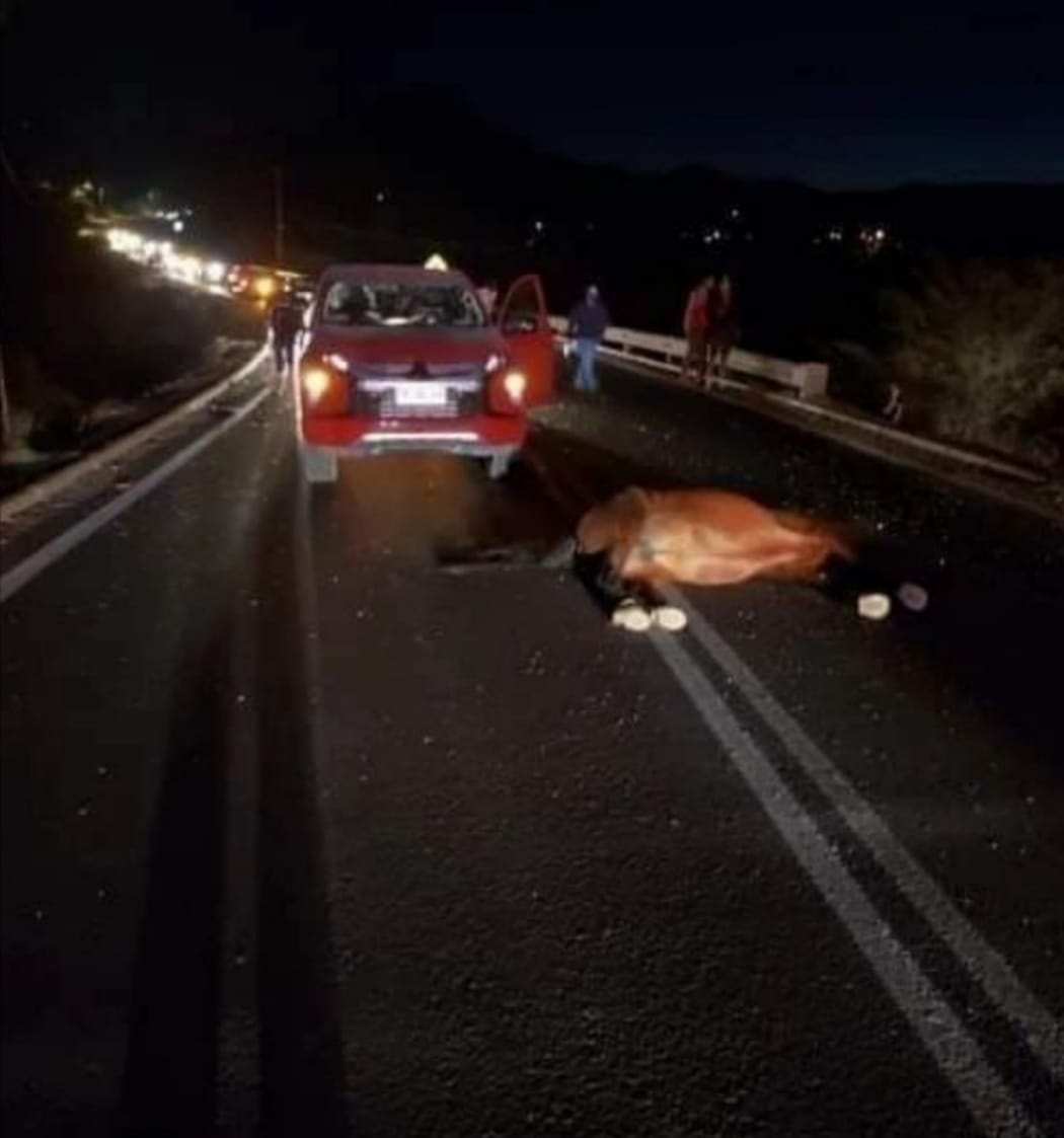 UN LESIONADO LEVE Y UN CABALLAR MUERTO ES EL RESULTADO DE ACCIDENTE CARRETERO