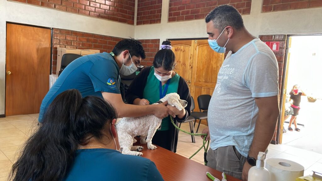 Invitan a operativos de Bienestar Animal en Ovalle