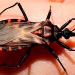 Enfermedad de Chagas: estrategias para avanzar hacia el control de la transmisión materno-infantil