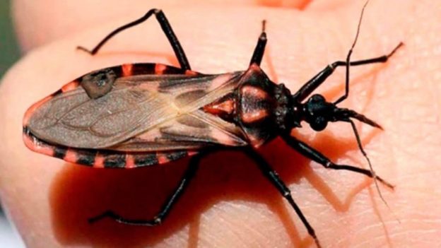 Enfermedad de Chagas: estrategias para avanzar hacia el control de la transmisión materno-infantil