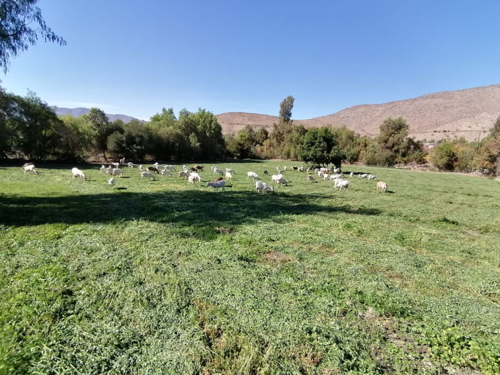 Productores caprinos cada vez más cerca de abrir sus productos y servicios al rubro turístico