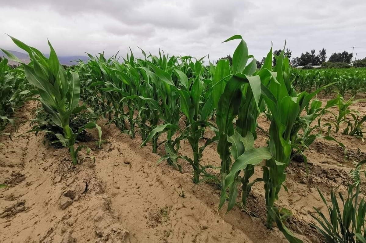 Destacan la contratación de seguros para proteger cultivos agrícolas ante fenómenos climáticos