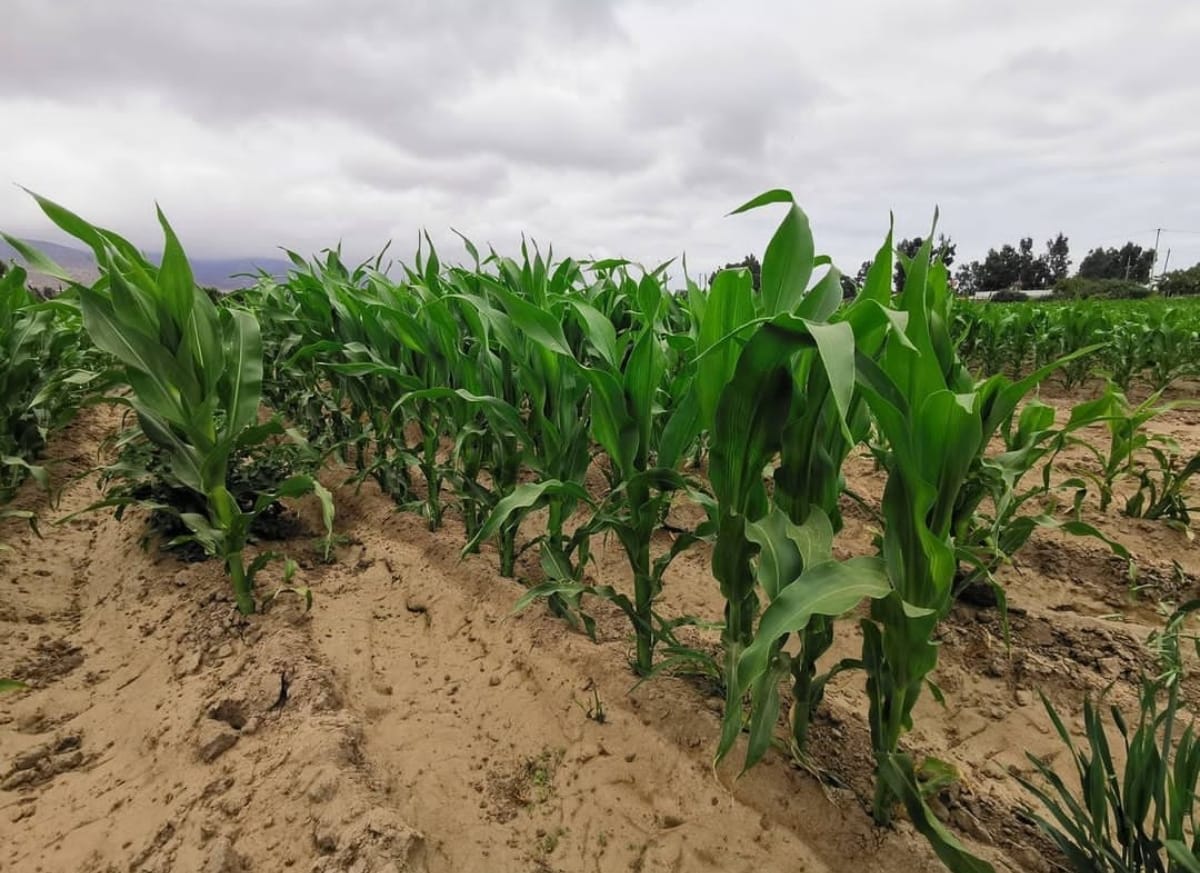 Comisión Nacional por la Seguridad y la Soberanía Alimentaria del MINAGRI busca asegurar el acceso de alimentos de calidad a la población