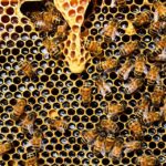 Llaman a apicultores de la región a contratar a tiempo el seguro con subsidio estatal de Agroseguros para proteger colmenas y abejas