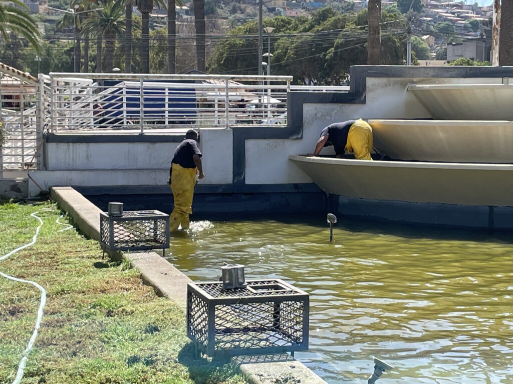 Inician proceso de mantención del Espejo de Agua de la alameda de Ovalle